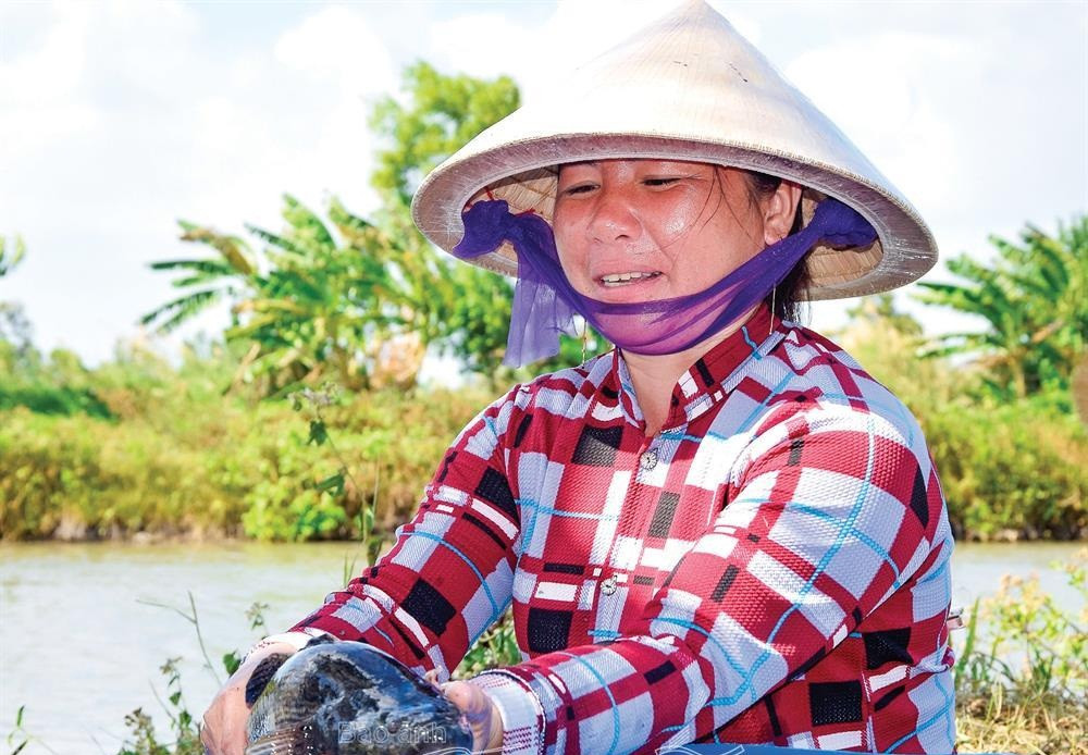 Cá bống tượng từ 700 - 900g có giá 460.000 đồng/kg. Ảnh: Đất mũi.