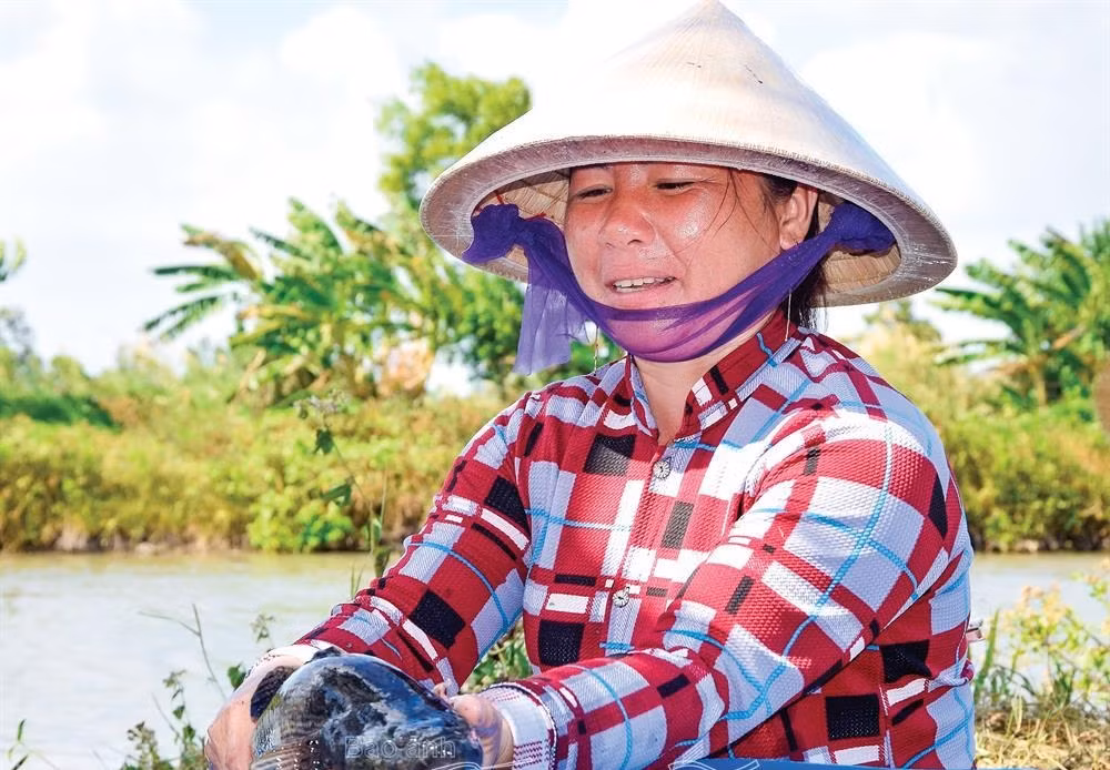 Cá bống tượng từ 700 - 900g có giá 460.000 đồng/kg. Ảnh: Đất mũi.