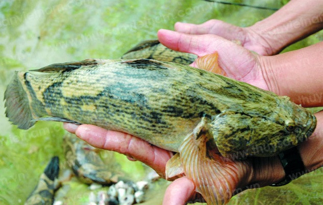 Theo các hộ nuôi, không chỉ giá cá bống tượng tăng mà giá các loại cá tạp làm thức ăn cho cá cũng giảm nhẹ. Do vậy, người nuôi cá thu được lợi nhuận cao. Ảnh: Thuysanvietnam.