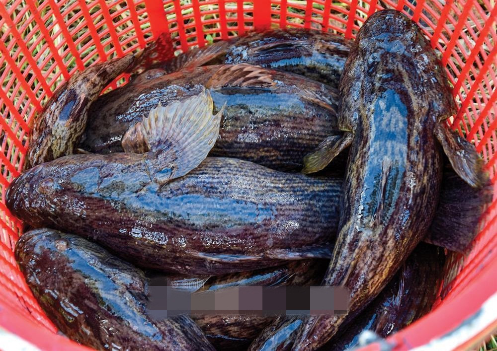 Với ao nuôi 500m2, gia đình anh Nguyễn Văn Cảnh (ngụ ấp Tân Thành, xã Lợi An, huyện Trần Văn Thời) thu được khoảng 100 kg cá bống tượng thương phẩm, với trọng lượng từ 800 gam – 1kg. Ảnh: Đất mũi.