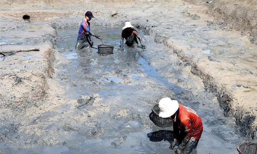 Sau khi trừ hết chi phí gia đình anh Cảnh thu lãi gần 40 triệu đồng. Ảnh: Đất mũi.