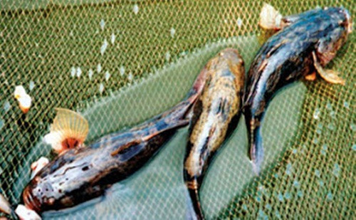 Thời gian trước, cá bống tượng gặp nhiều khó khăn, do giá cá thường xuyên ở mức thấp. Cá bống tượng loại 1 chỉ có hơn 200.000 đồng/kg. Ảnh: TTXVN.