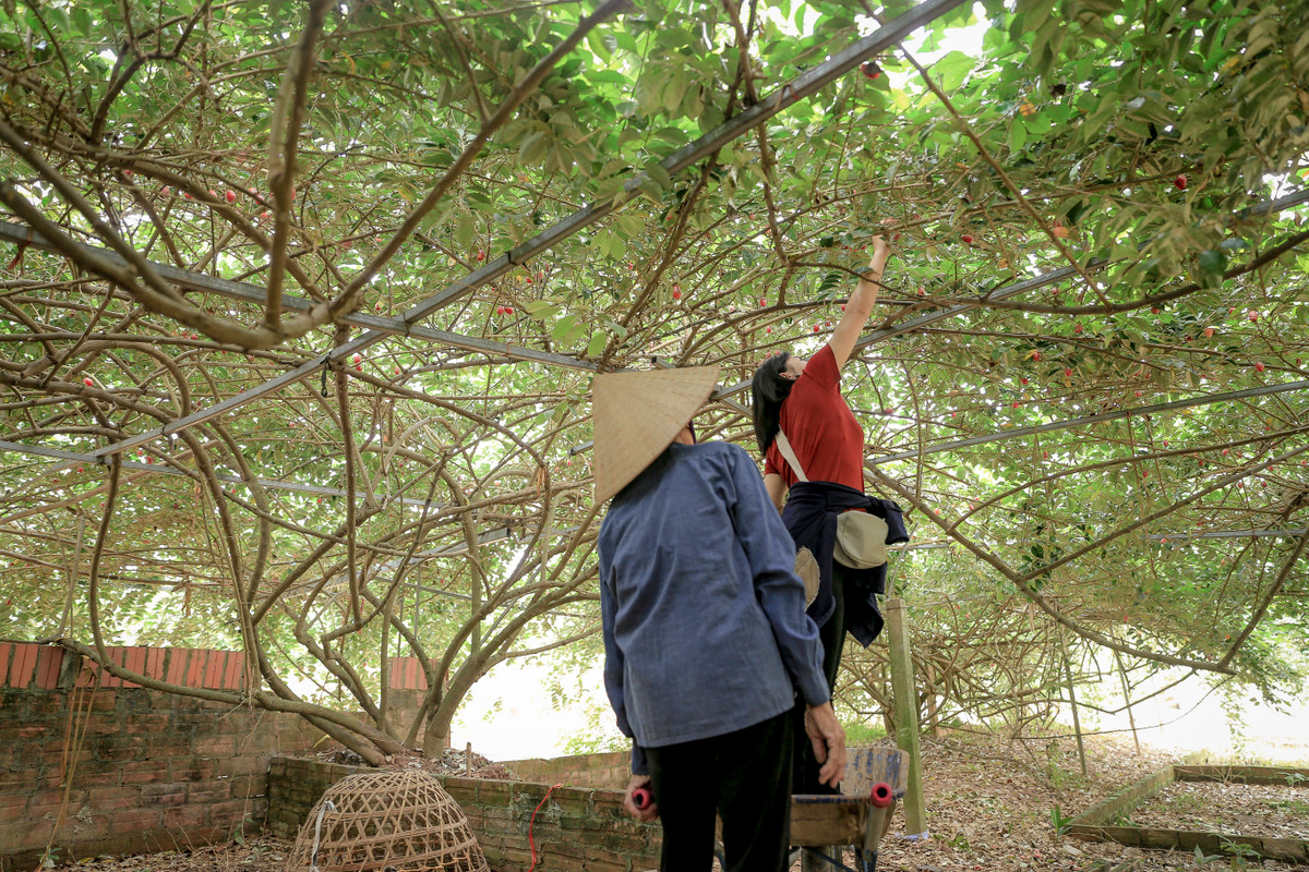 Nhót phải hái đều tay, chọn quả đỏ chín sẽ không bị chua quá mới đảm bảo chất lượng hàng xuất cho thương lái