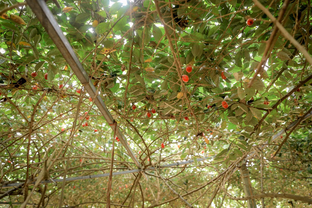 Sau này khi thấy nhót được nhiều người yêu thích, người dân đem nhân giống trồng nhiều để bán.