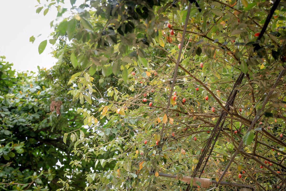 Vị chua của quả nhót ấn tượng đến nỗi khiến nhiều người, chỉ cần nhớ lại cũng đủ ứa nước miếng.