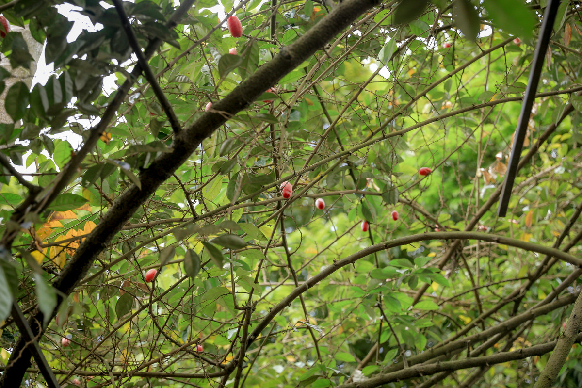 Quả nhót gắn liền với “vị” đặc trưng của quê hương Bắc Bộ, chua và chát đến tê lưỡi, sún răng.