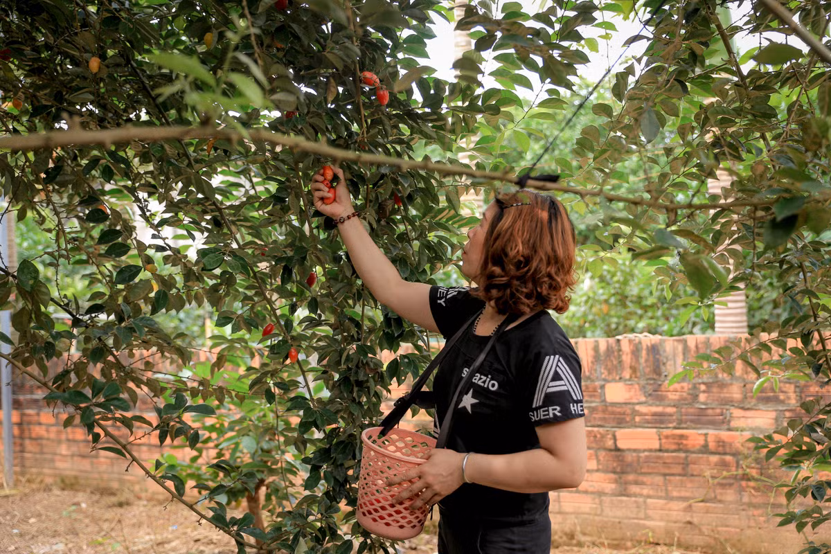 Tháng hai là lúc thu hoạch quả xanh để bán. Mỗi ổ nhót hái xong sẽ được chuyển ra cửa vườn, phân loại, xếp gọn gàng vào thùng xốp.