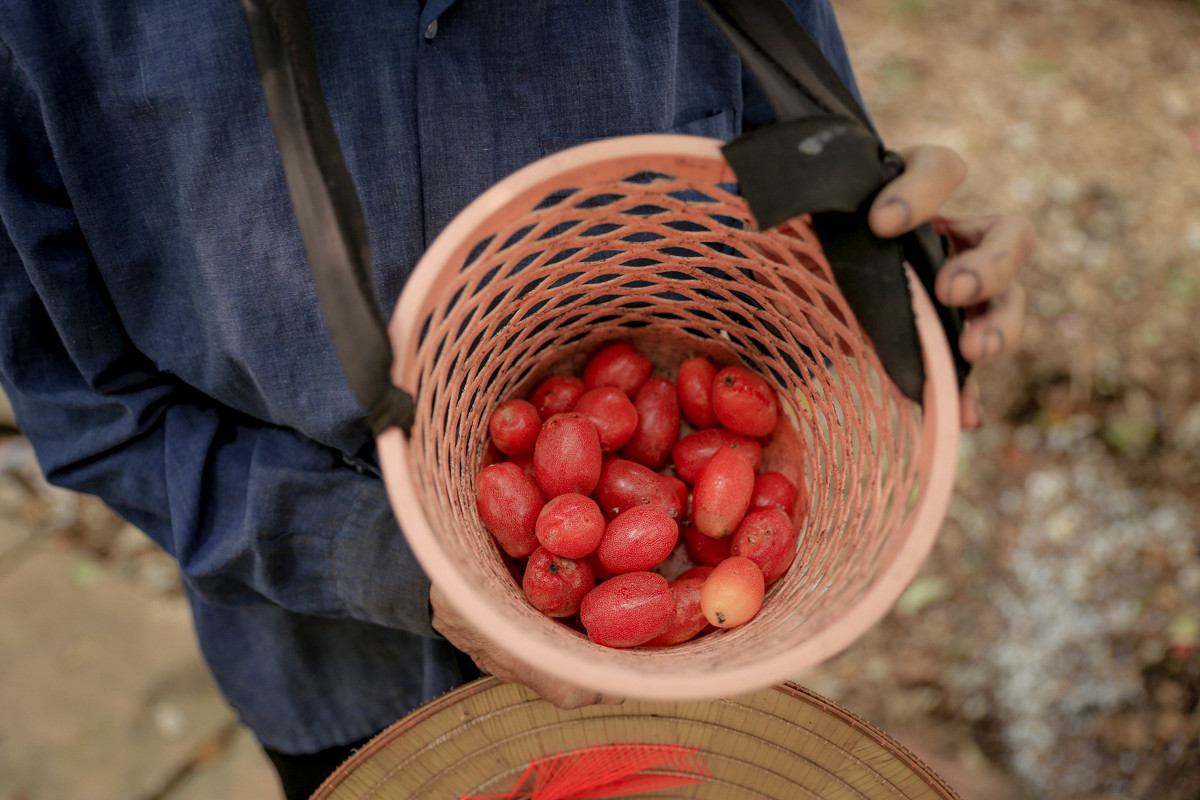 Quả nhót nhỏ, mềm phải hái nhẹ tay đúng kiểu mới không làm bong vỏ hay nát, nếu mạnh tay quả sẽ bị vỡ không bán được.