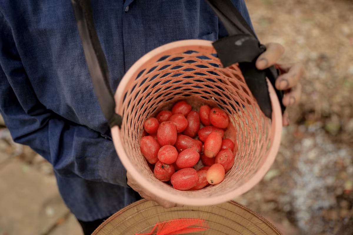 Quả nhót nhỏ, mềm phải hái nhẹ tay đúng kiểu mới không làm bong vỏ hay nát, nếu mạnh tay quả sẽ bị vỡ không bán được.
