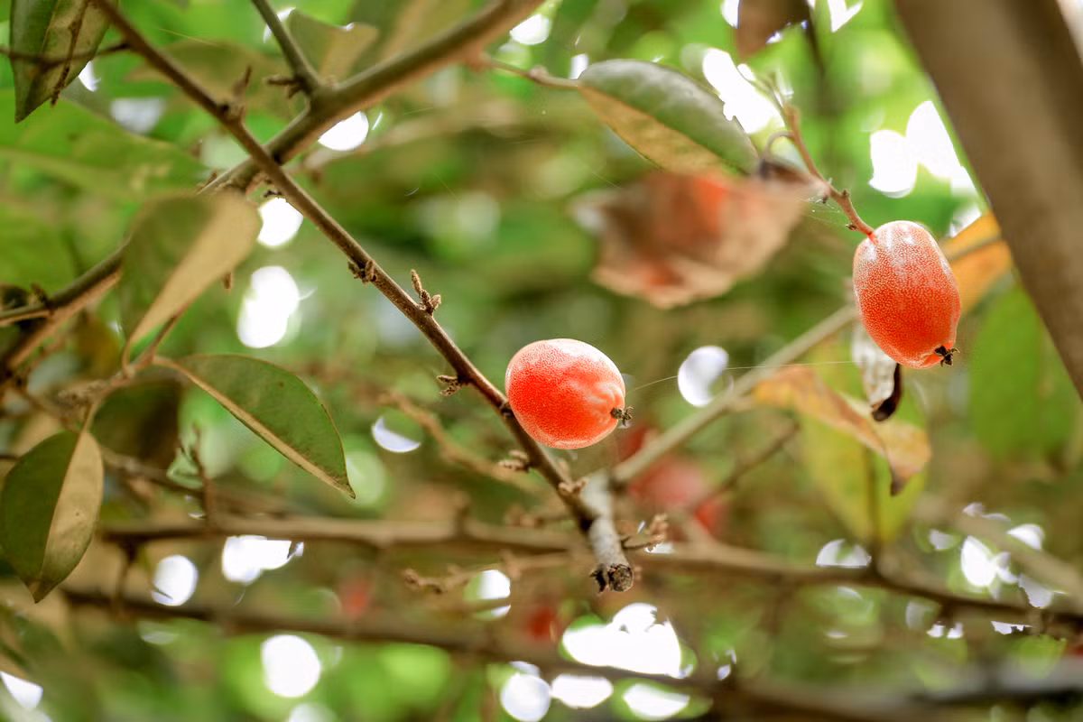 Mỗi ngày, một người hái tích cực sẽ thu hoạch được khoảng 30kg.