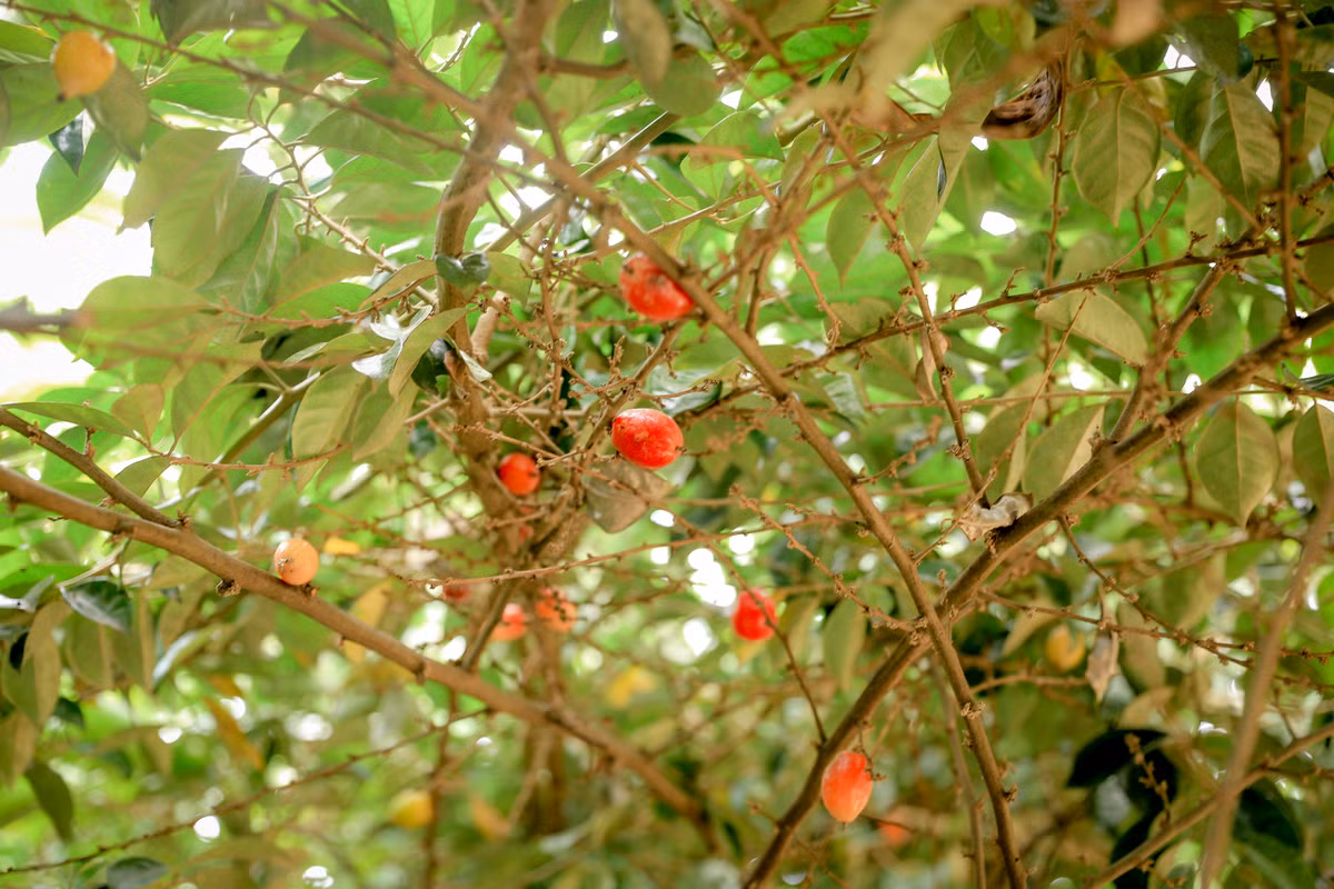 Lúc đầu, nhiều hộ dân ở đây chỉ trồng nhót để phục vụ ăn trong gia đình.