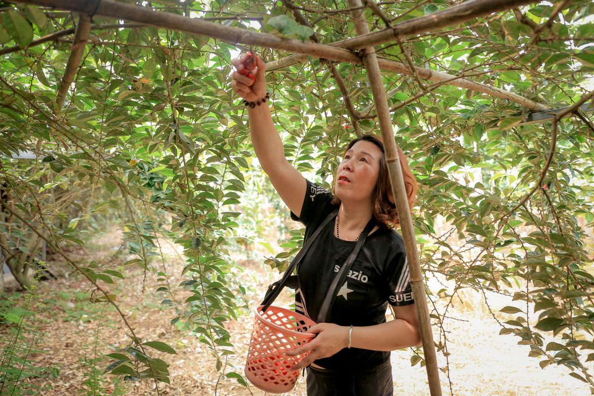 Quả nhót khi còn xanh có vị chua chát nên nhiều người mua về nấu canh chua.