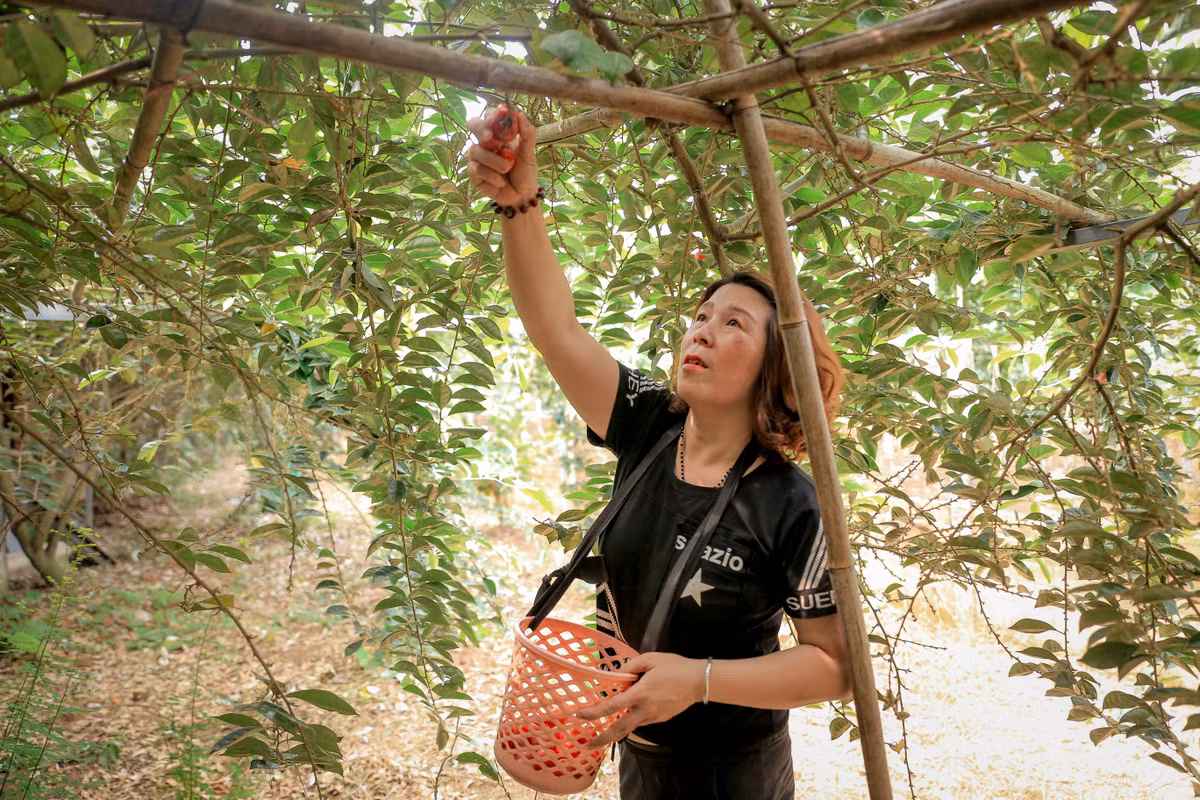 Quả nhót khi còn xanh có vị chua chát nên nhiều người mua về nấu canh chua.