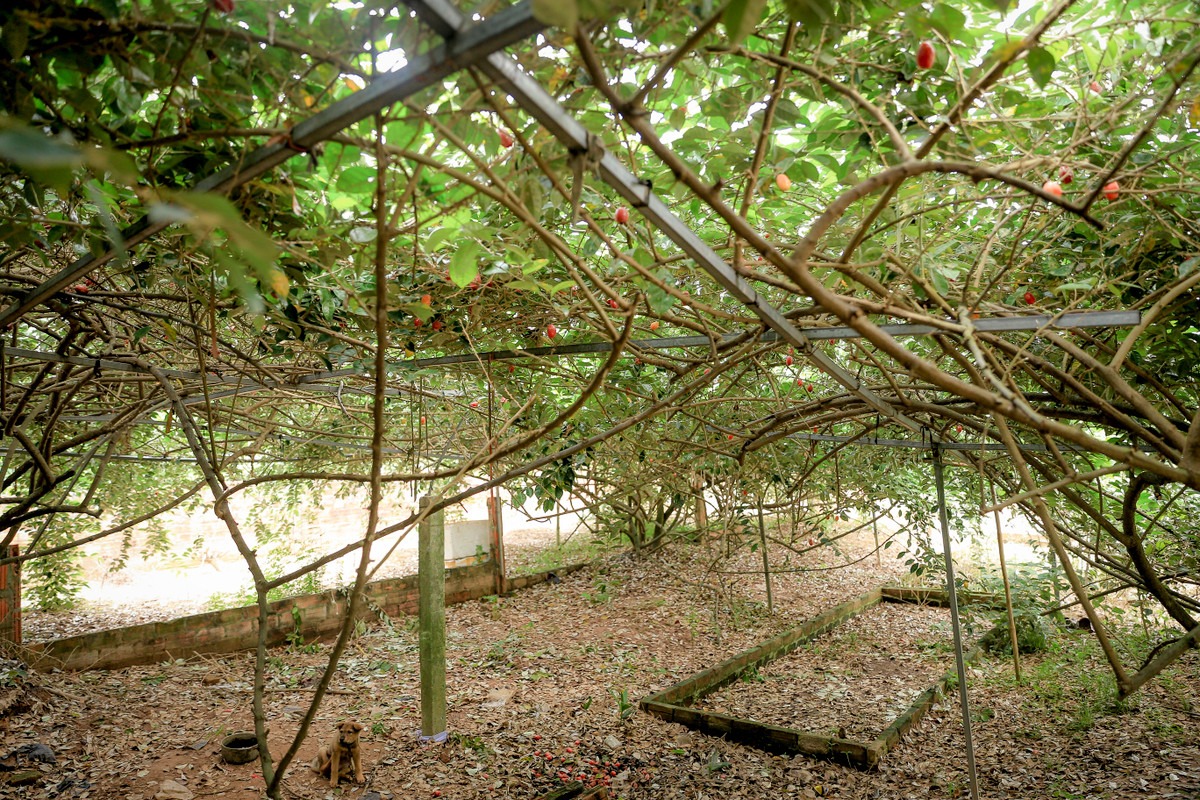 Tuy nhiên, người trồng vẫn phải hái nhanh cho kịp nhót chín, nếu hái muộn nhót sẽ rụng hỏng.