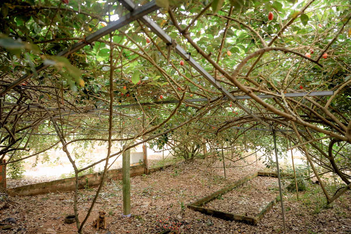 Tuy nhiên, người trồng vẫn phải hái nhanh cho kịp nhót chín, nếu hái muộn nhót sẽ rụng hỏng.