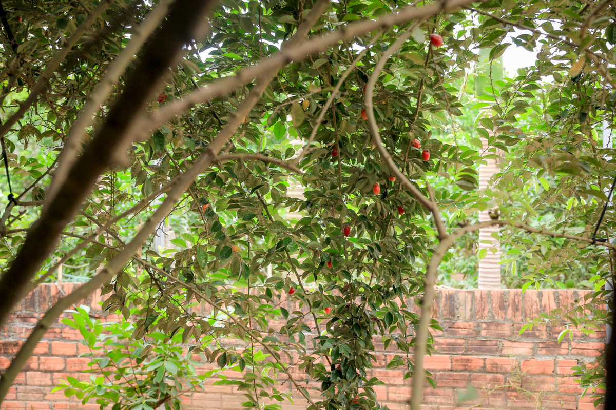 Cuối tháng 2 âm lịch, nhót chín rộ, người dân xã Dương Liễu (Hoài Đức, Hà Nội) lại tất bật thu hoạch.