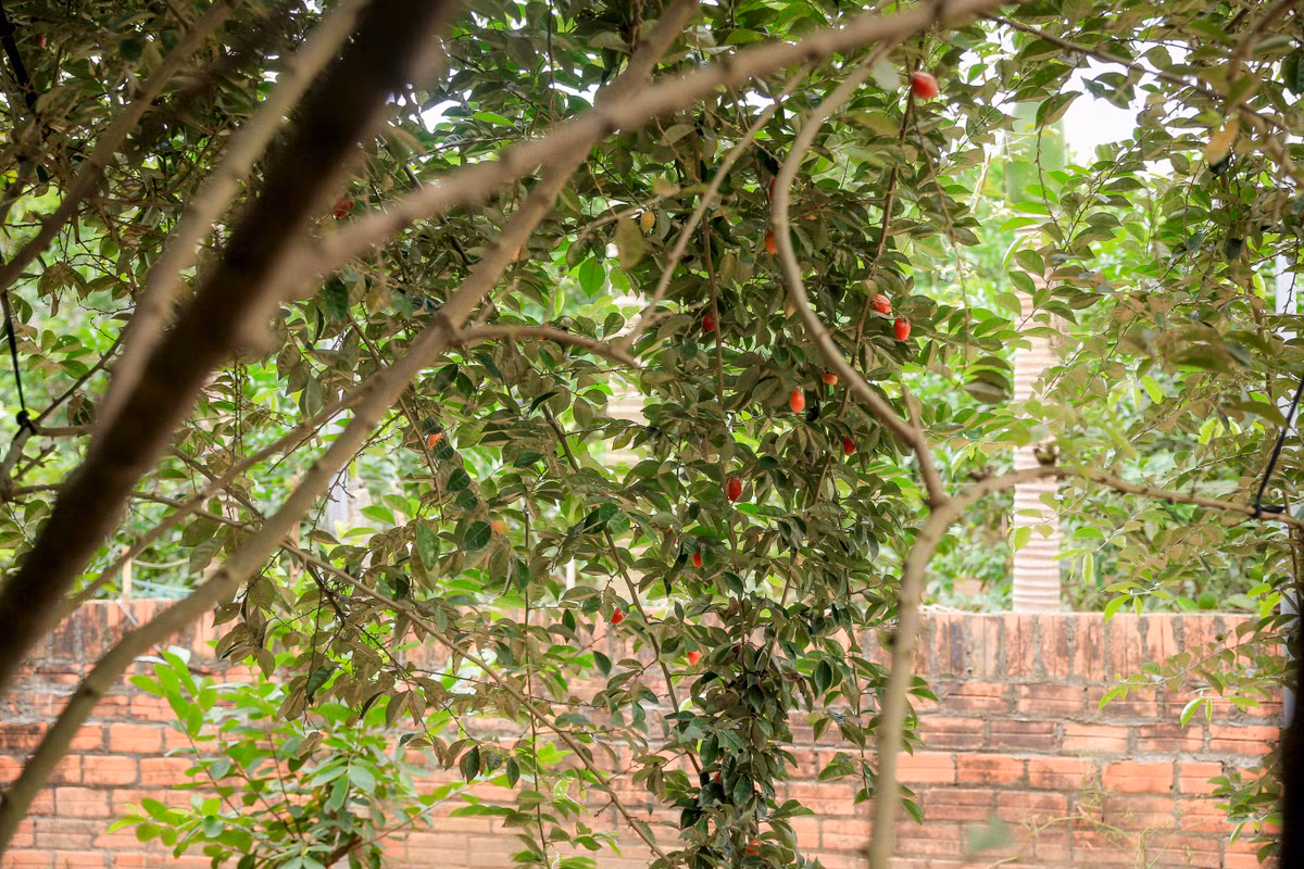 Nong dan ngoai thanh Ha Noi tat bat thu hoach nhot chin