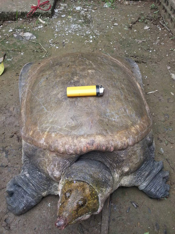 Cua đinh có giá dao động từ 700.000 – 1,5 triệu đồng/kg tùy thuộc vào kích thước và trọng lượng. Ảnh: Dân Việt.