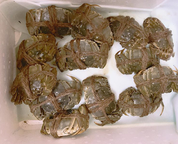 Loại cua lông này nhỏ chỉ tầm 100 – 200 gram/con, còn loại to hơn sẽ trên 250 gram/con. Bù lại, chúng có rất nhiều thịt, thịt chắc. Ảnh: Vietnamnet.