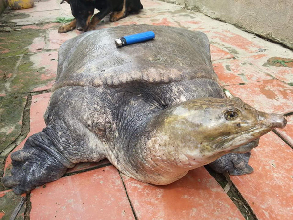 Cua đinh là loại động vật hoang dã nhưng được nhiều hộ gia đình ở ĐBCSL thuần hóa và nuôi phát triển kinh tế. Cua đinh cho thịt rất ngon, ngọt và thuộc vào hàng quý hiếm. Ảnh: Dân Việt.