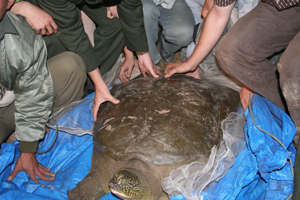 Mới đây, một đại gia Hà thành đã chi gần 100 triệu đồng để mua con cua đinh nặng 55kg được ngư dân đánh bắt tự nhiên về phóng sinh. Ảnh: Dân Việt.