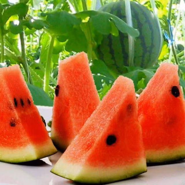 Khác với các giống dưa trong nước, dưa hấu Nhật Bản có "ngoại hình" siêu đẹp, mùi vị thơm ngon, ngọt mát. Ảnh: Vinfruits.