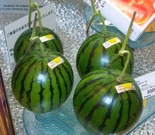 Dưa hấu Luna Piena Nhật Bản có giá khoảng 400-500.000 đồng/kg, tính ra mỗi quả khoảng 1,2-2 triệu đồng. Ảnh: Vinfruits.