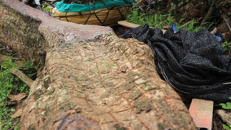 Đáng chú ý, trên thân cây có vảy sần sùi, rất giống hình dáng của "rồng". Ảnh: Baovinhlong.