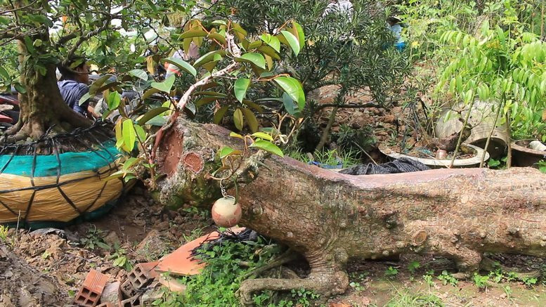 Sau khi mua về, ông Nhiên chỉnh sửa để cây nằm xuống, có dáng quỳ, rồi tạo hình cho cây. Ảnh: Baovinhlong.