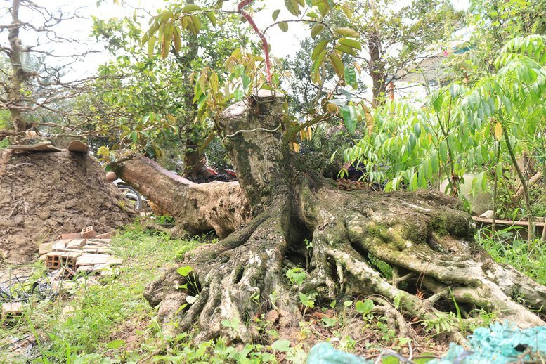 Cây vú sữa cổ lò rèn này được ông mua trong một lần đi tìm mua kiểng mai hơn 10 năm trước. Ảnh: Baovinhlong.