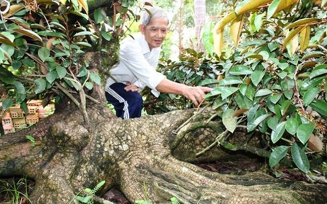 Không chỉ có vậy, 4 mặt của cây vú sữa có một mặt là hình 1 con linh vật. Ảnh: VOV.