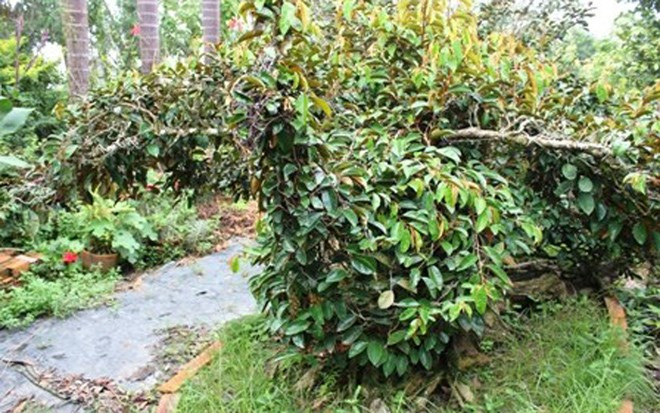 Mặt sau của cây vú sữa hình con phụng. Ảnh: VOV.