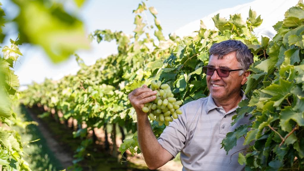 Vùng trồng nho cung cấp đến 99% sản lượng nho xuất khẩu cho Australia là Sunraysia. Ảnh: WeeklyTimes.
