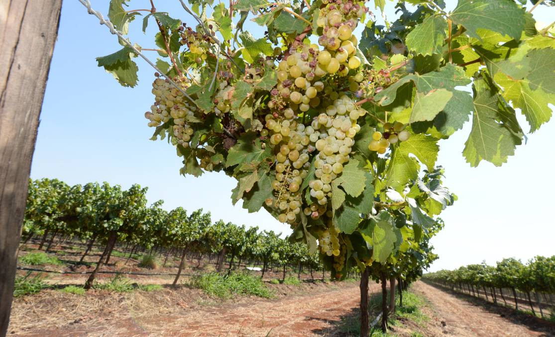 Nếu gặp mưa, nho dễ bị nứt, hỏng và ảnh hưởng đến chất lượng. Ảnh: FarmOnline.