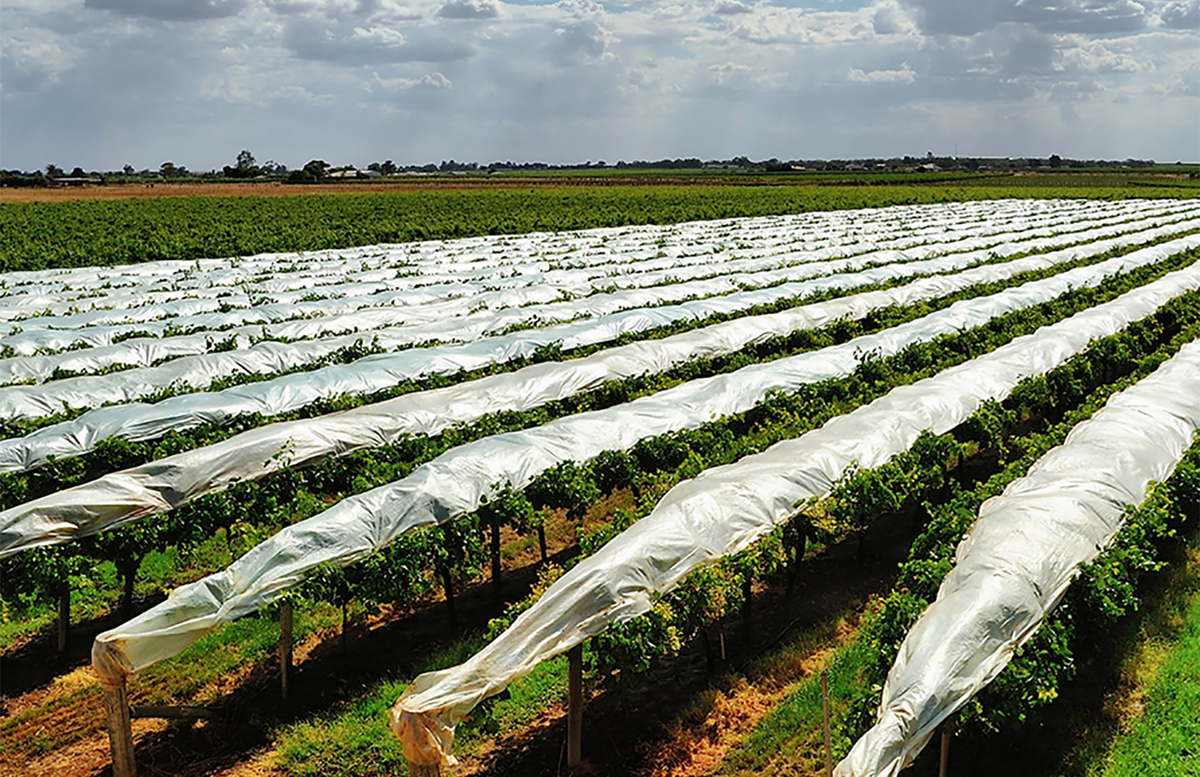 Ngay đầu mùa, người trồng phủ nilon kín cả vườn nho để bảo vệ cây khỏi những cơn mưa bất chợt. Ảnh: Fruittreetrading.