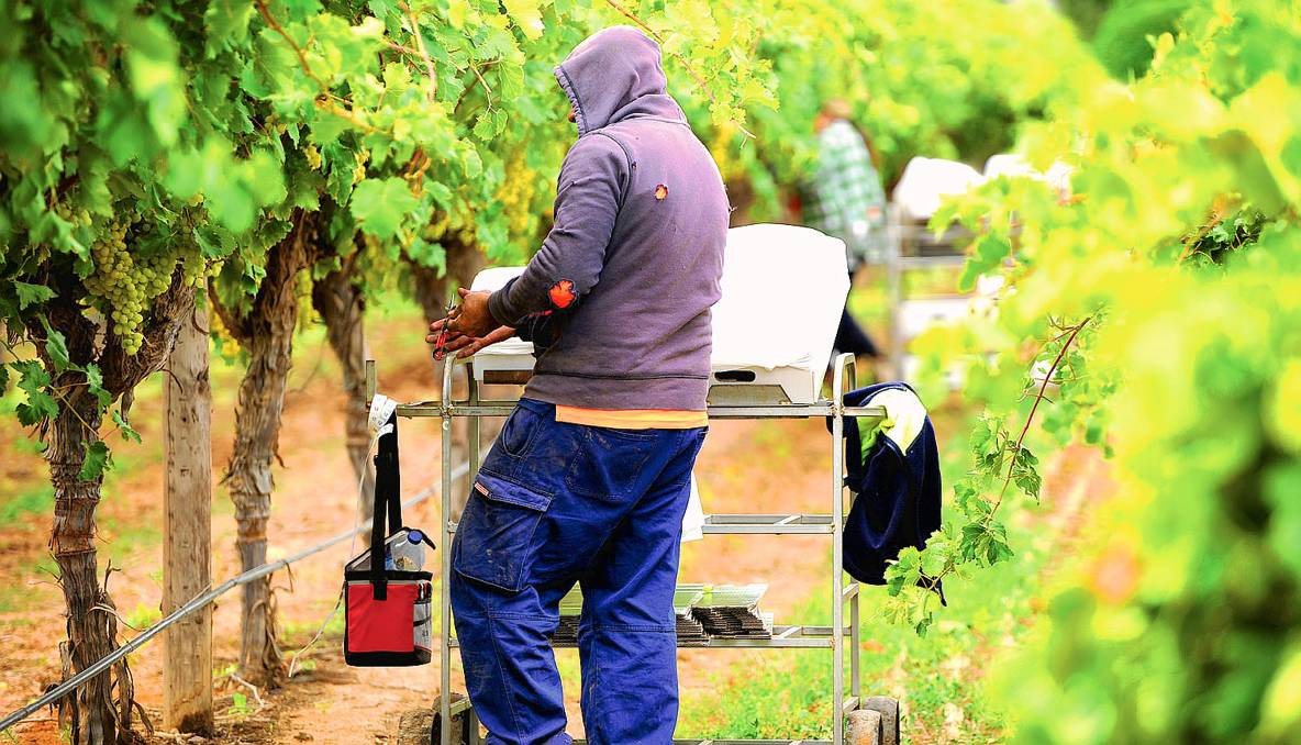 Mùa nho ở Sunraysia bắt đầu muộn hơn một tháng so với bình thường nhưng chất lượng trái nho vẫn đảm bảo. Ảnh: Sunraysiadaily.