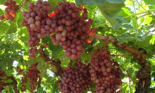 Mùa nho tươi ở đây kéo dài gần 7 tháng, tùy vào điều kiện thời tiết và giống nho. Ảnh: ABC.