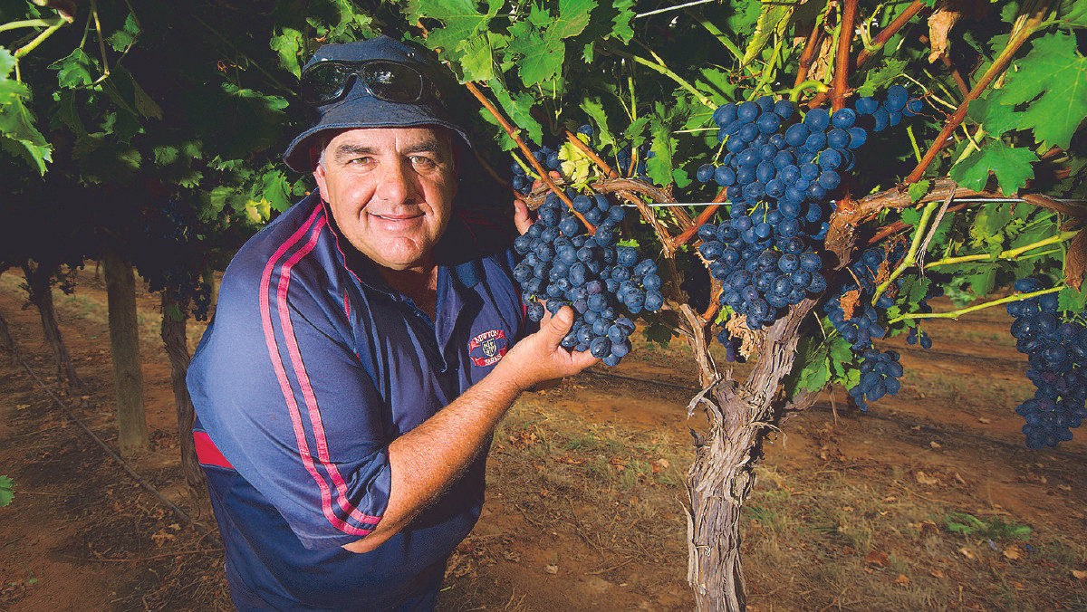 Bên cạnh nho đỏ, nho đen Sunraysia cũng ngày càng phổ biến đối với người tiêu dùng ở Úc và nước ngoài. Ảnh: Sunraysiadaily.