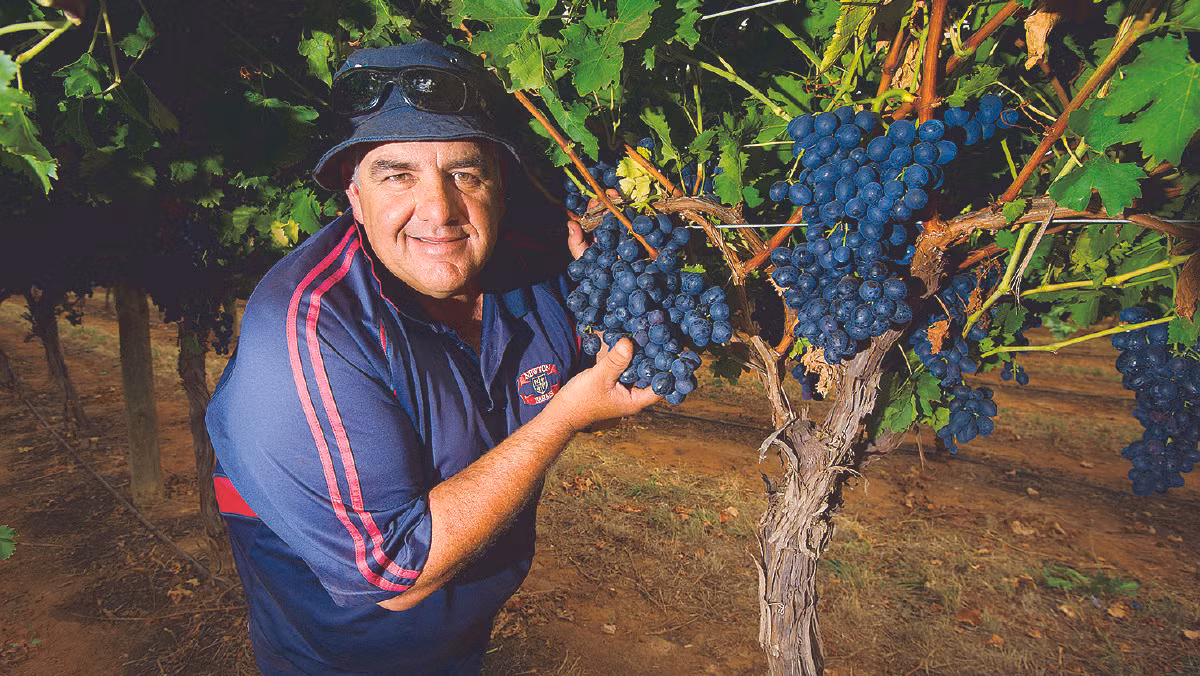 Bên cạnh nho đỏ, nho đen Sunraysia cũng ngày càng phổ biến đối với người tiêu dùng ở Úc và nước ngoài. Ảnh: Sunraysiadaily.