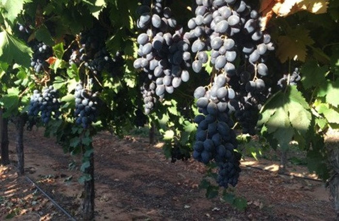 Thông thường, mùa nho bắt đầu từ tháng 11, cao điểm là tháng 3 và kết thúc vào tháng 5. Ảnh: Grapehouse.