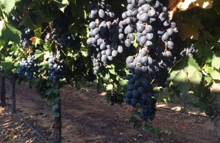 Thông thường, mùa nho bắt đầu từ tháng 11, cao điểm là tháng 3 và kết thúc vào tháng 5. Ảnh: Grapehouse.