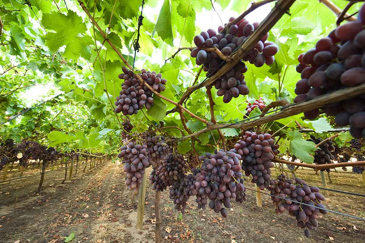  Nho Australia bắt đầu vào mùa và Việt Nam là thị trường được Hiệp hội Nho tươi Australia tổ chức nhiều chương trình quảng bá, tiếp thị trái nho, để gia tăng sản lượng xuất khẩu. Ảnh: Campisi.