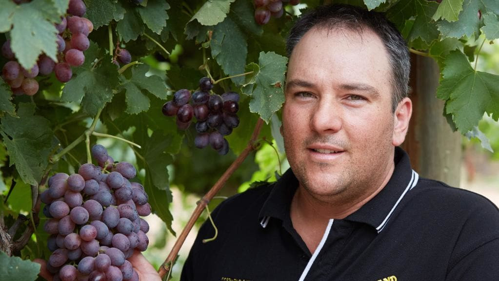 Ước tính, vùng Sunraysia (Australia) có khoảng 600 người trồng nho xuất khẩu. Ảnh: WeeklyTimes.