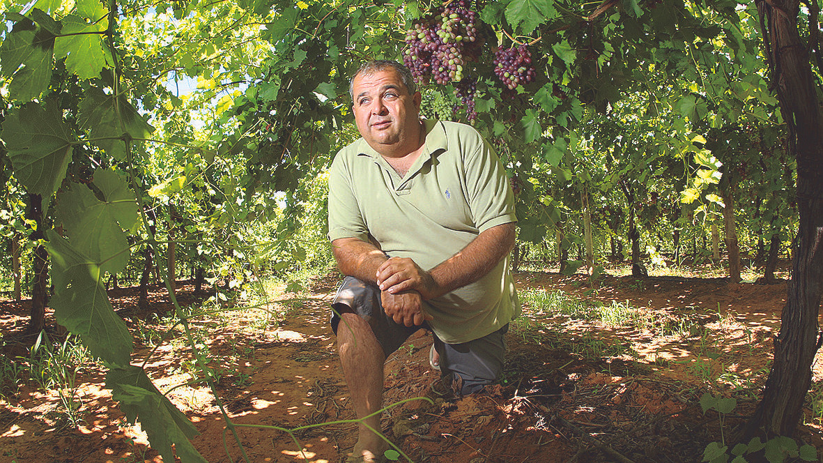 Không chỉ mưa, nếu thời tiết quá nóng sẽ làm chậm quá trình tạo màu cho giống nho không hạt. Ảnh: Sunraysiadaily.