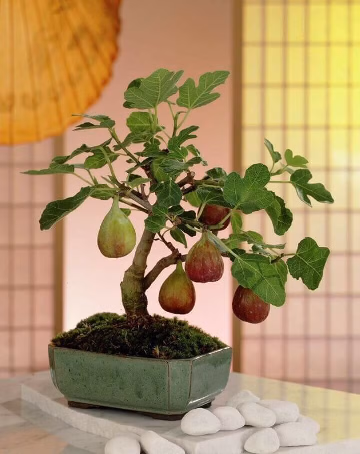 Cây sung được ưa chuộng trong dịp Tết bởi tượng trưng cho sự no đủ. Ảnh: Lamtho.