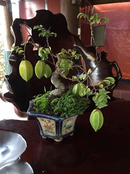 Bonsai khế mini để bàn ra quả cực đẹp. Ảnh: FB Đinh Việt Bắc.