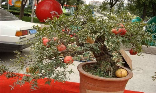 Lựu bonsai cổ kính với những chùm quả đỏ trông thích mắt. Ảnh: DHgate.