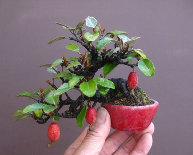 Bonsai nhót mini thích hợp trang trí trên bàn làm việc. Ảnh: Printest.