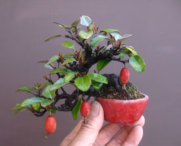 Bonsai nhót mini thích hợp trang trí trên bàn làm việc. Ảnh: Printest.