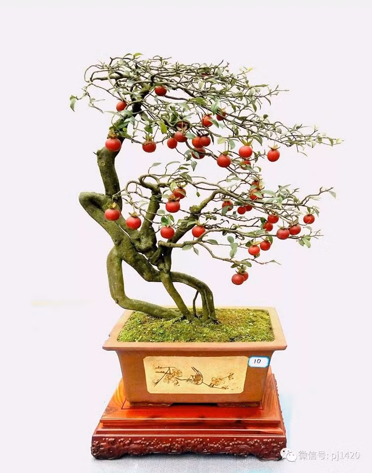 Hồng bonsai dáng bạt phong lạ mắt. Ảnh: FB Gardener Nguyễn Hoàng Phong.